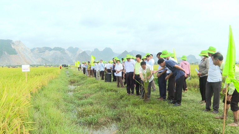 Các đồng chí lãnh đạo xã Vĩnh Hào xuống đồng ruộng động viên bà con nông  dân thực hiện mô hình cấy lúa bằng máy cấy